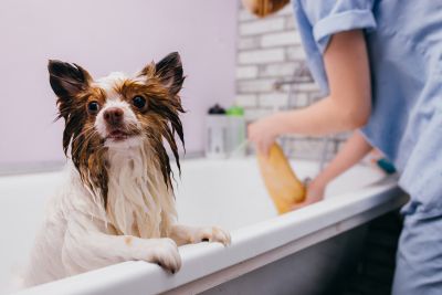 Pet Grooming and Pet Sitting Insurance in Lincoln, NE by Cornhusker Insurance