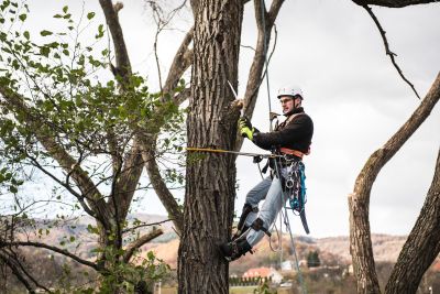 Tree Trimming Insurance in Lincoln, NE by Cornhusker Insurance